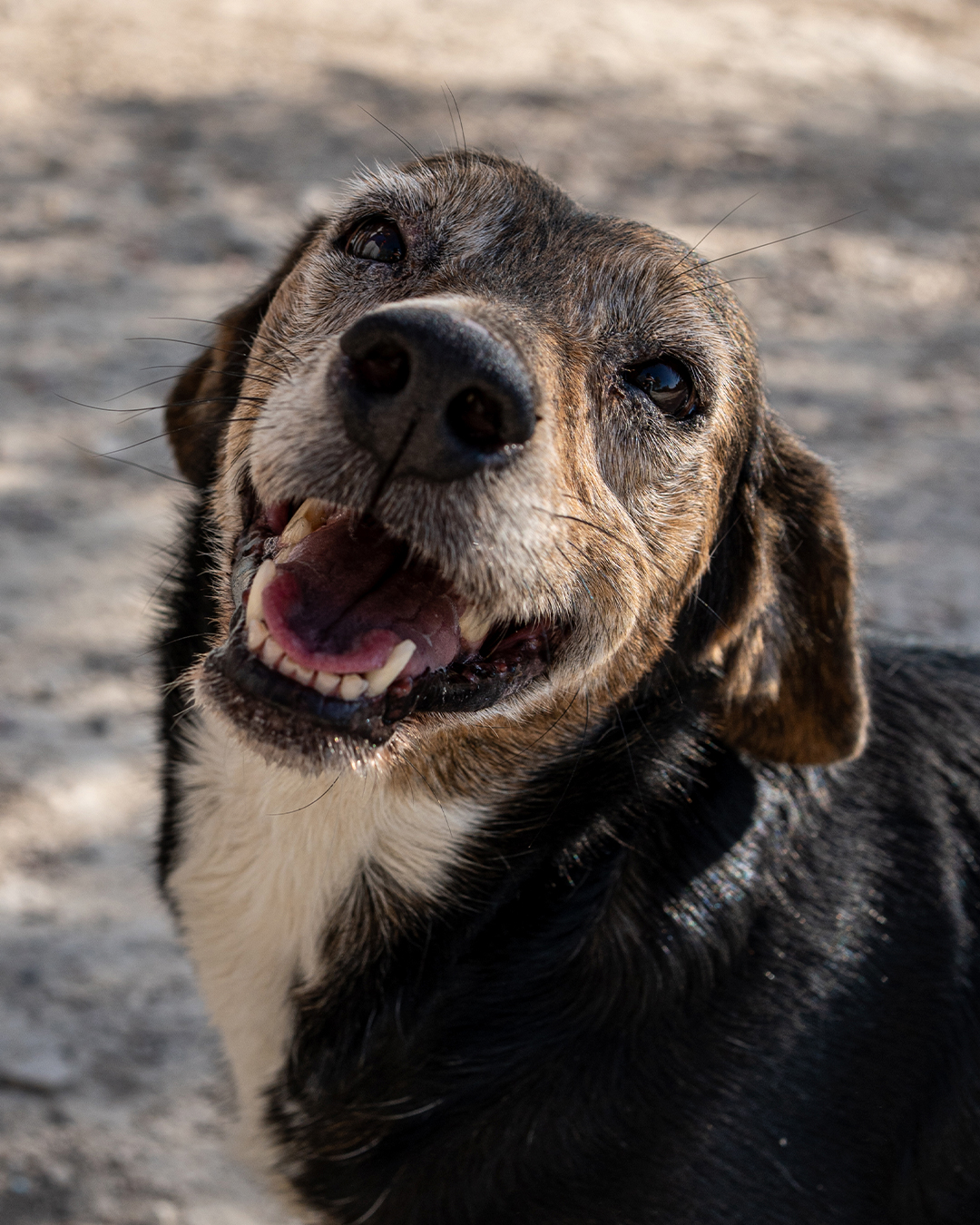 happydog