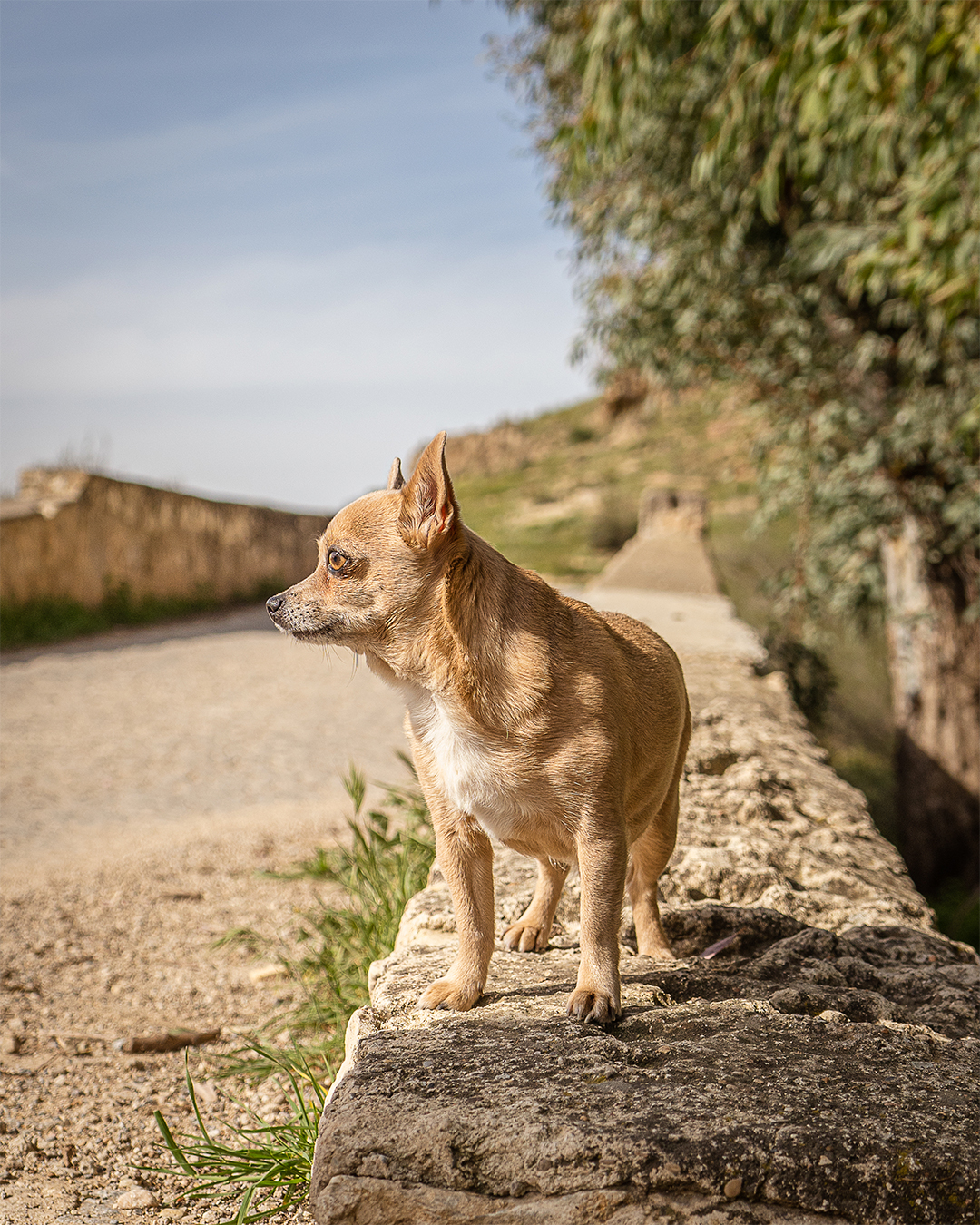 lola